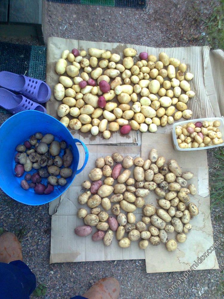 Урожай картошки под сеном 2013 год