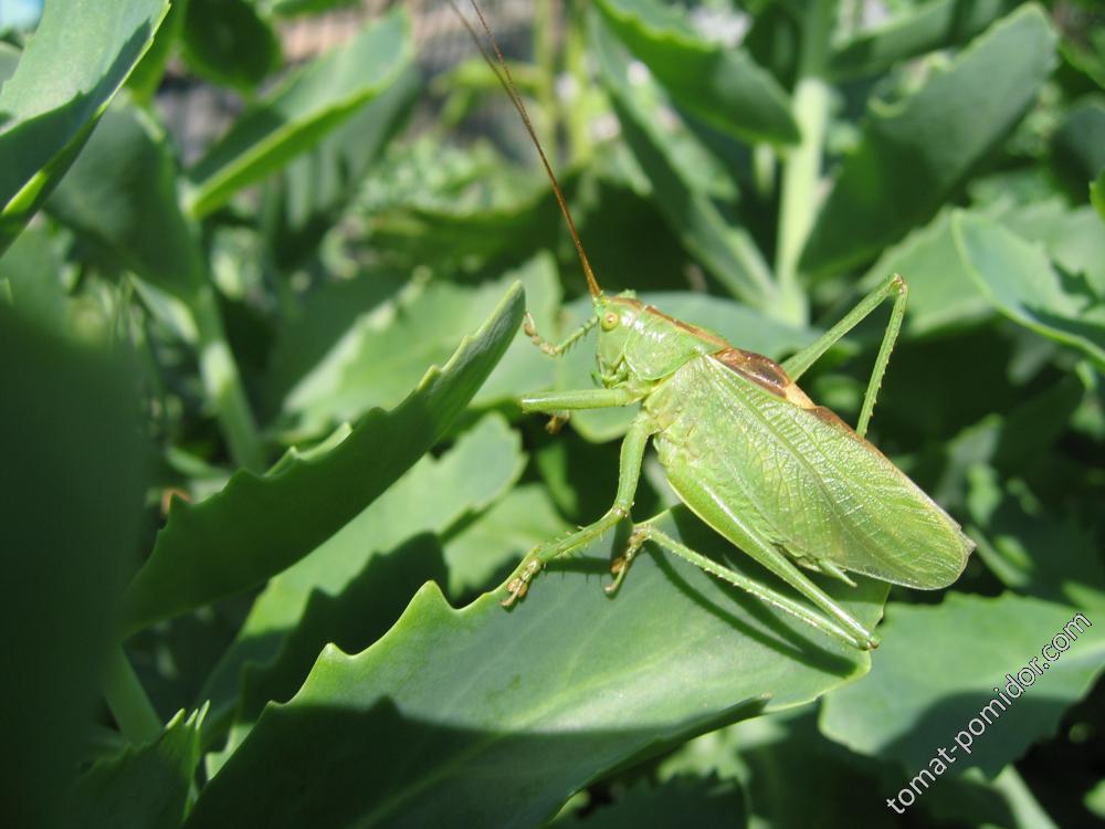 кузнечик