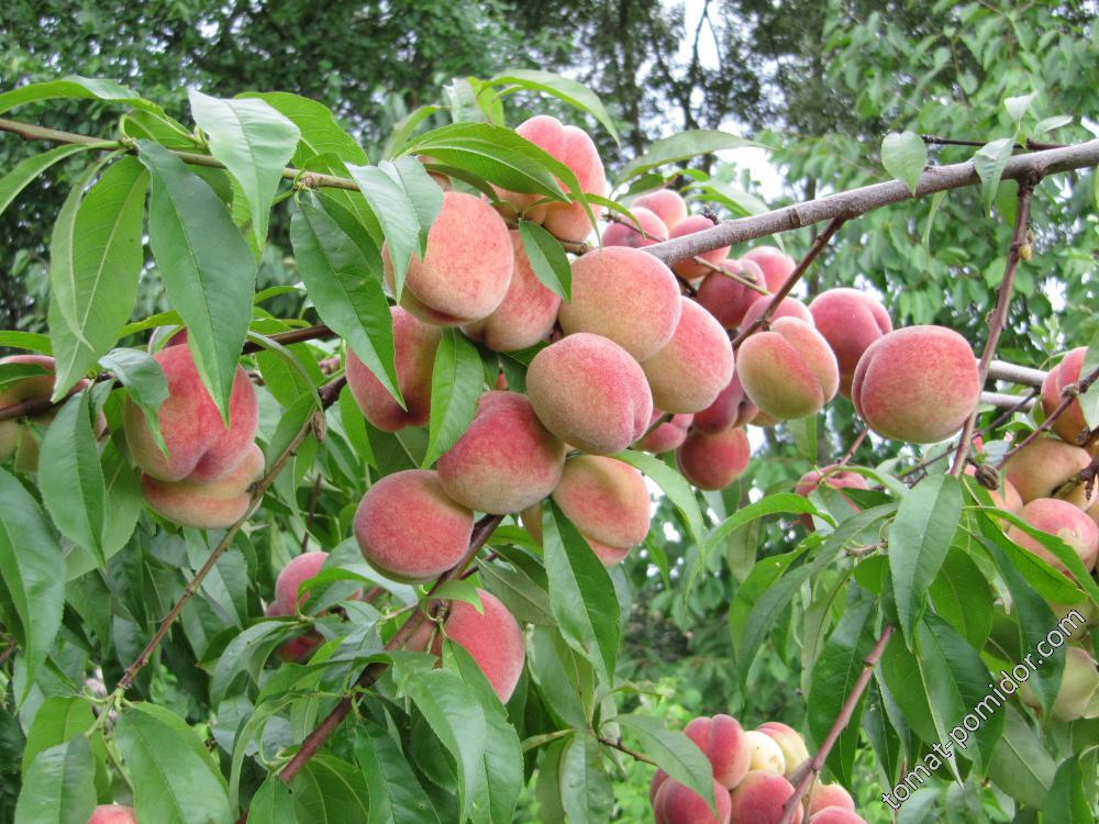 латвийский персик