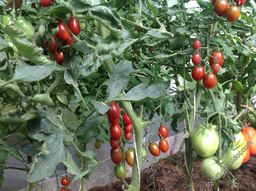 Кумато - К — сорта томатов - tomat-pomidor.com - отзывы на форуме