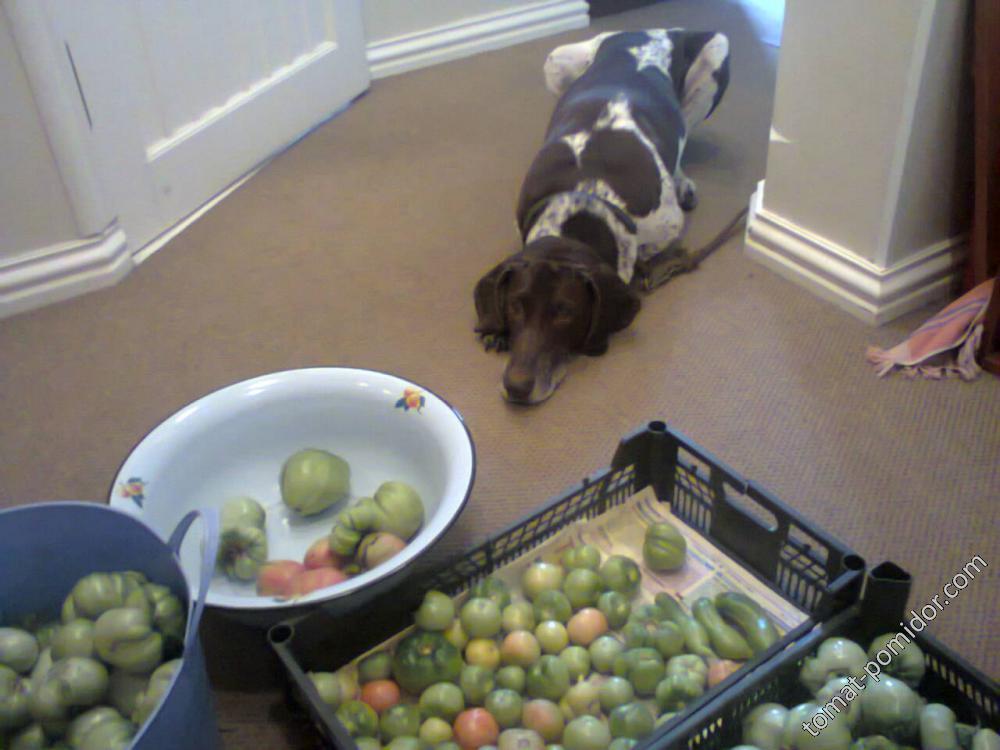 Курцхаар Дарго-любит помидоры,как и Я.