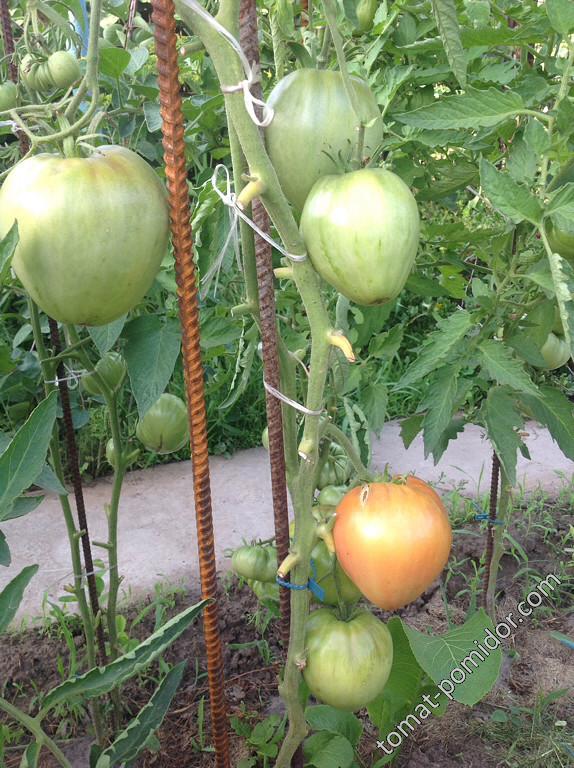 Толстушка - Т — сорта томатов - tomat-pomidor.com - отзывы на форуме
