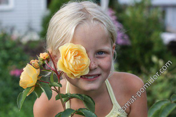Лиза с розой