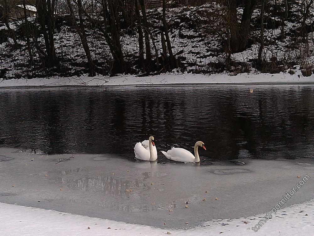 Лебеди зимой на нашей речушке
