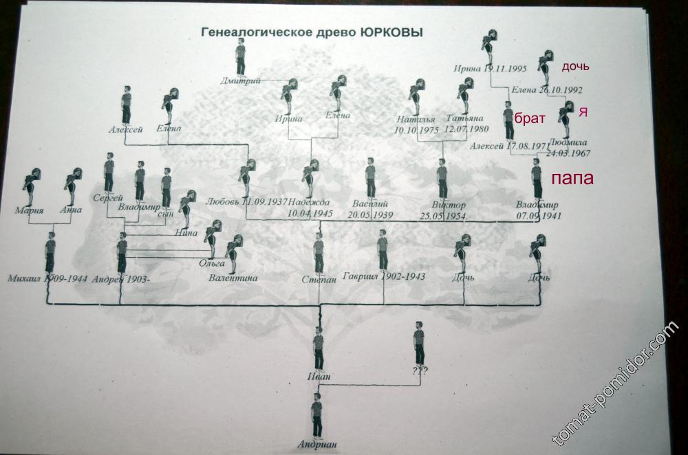 Генеалогическое древо