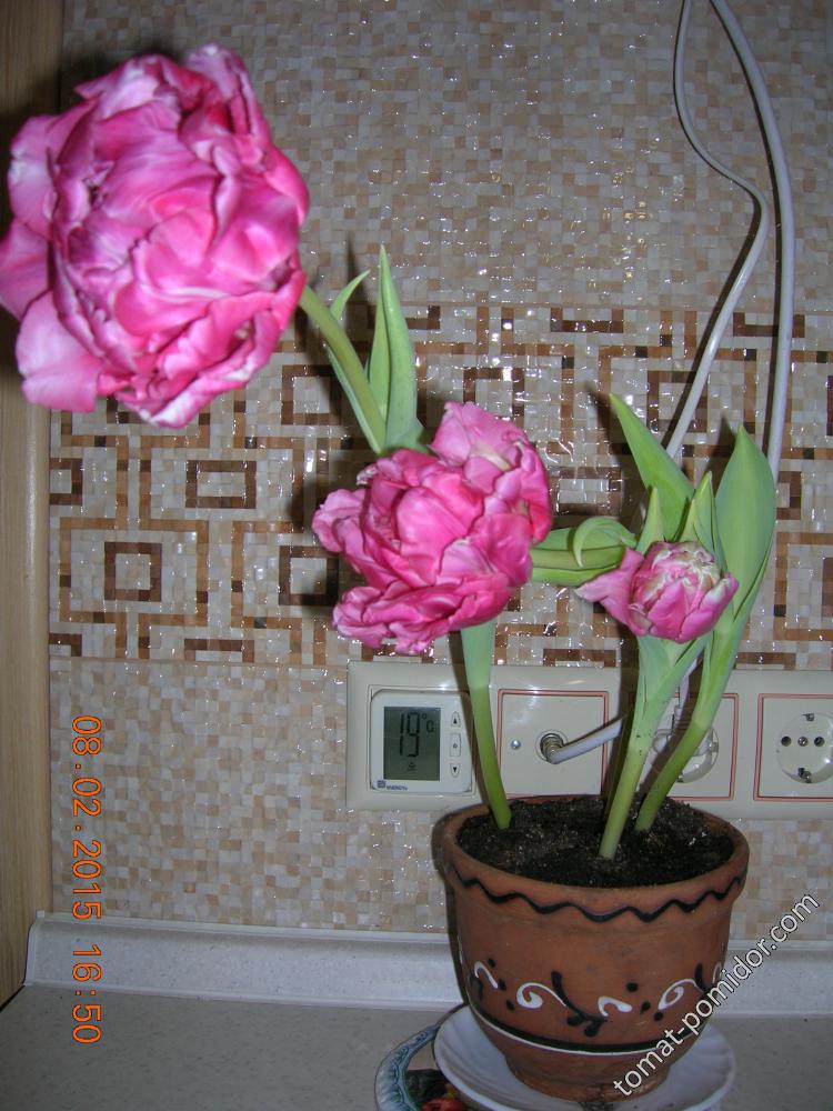 8 февраля - тюльпаны