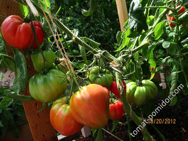 Тяжеловес Сибири - Т — сорта томатов - tomat-pomidor.com - отзывы на форуме