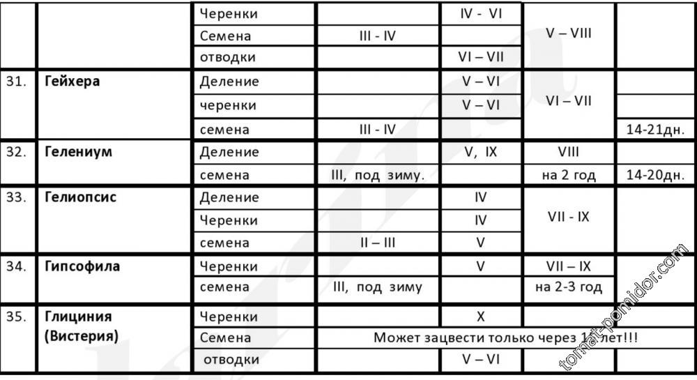 многолетки2