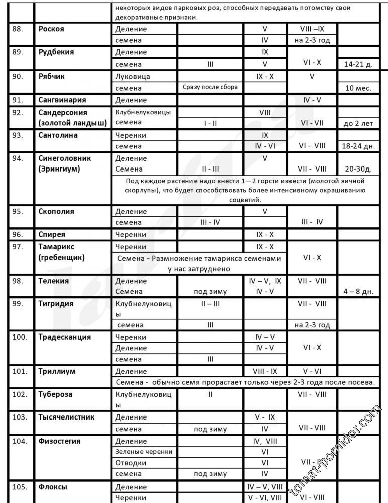 многолетки6