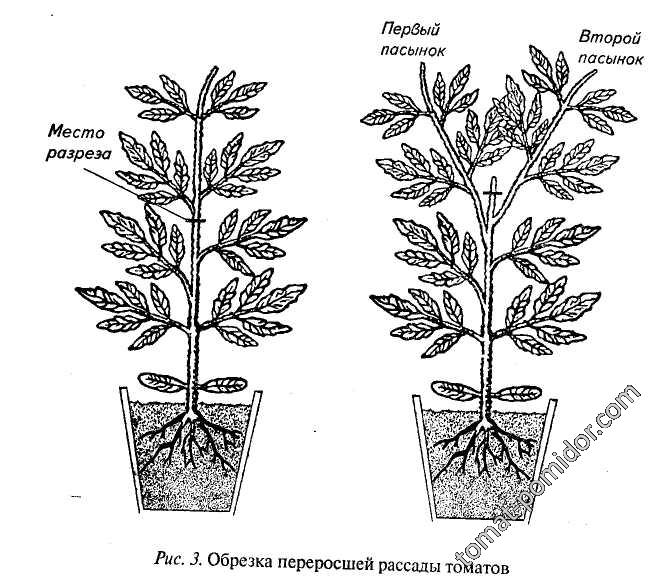 обрезка переросшей рассады