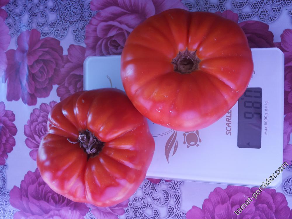 Вечный зов - В — сорта томатов - tomat-pomidor.com - отзывы на форуме