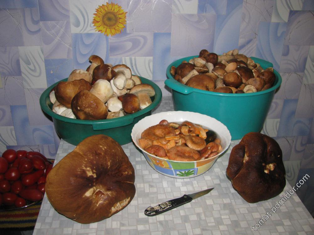 боровики