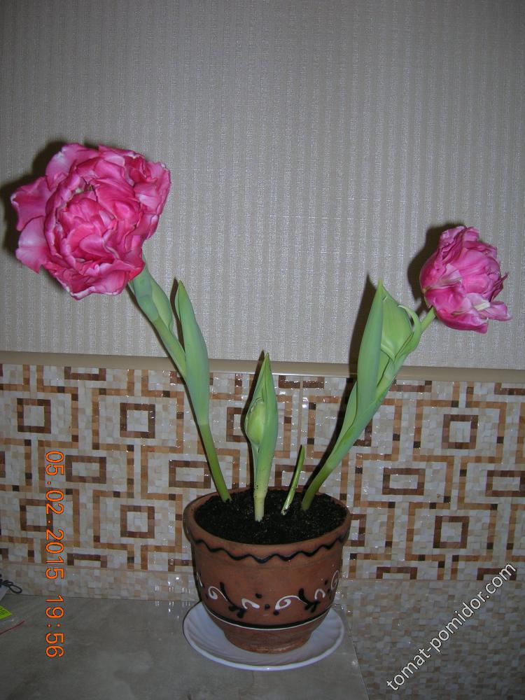 5 февраля - тюльпаны