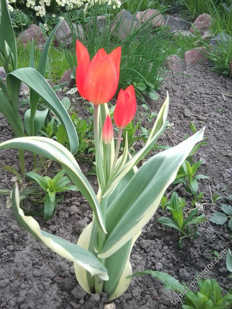 первый тюльпан
