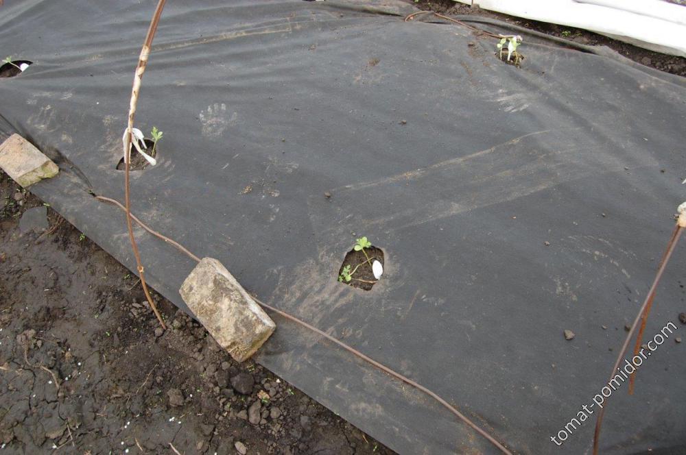 арбузы высажены на черный укрывной - 2013.