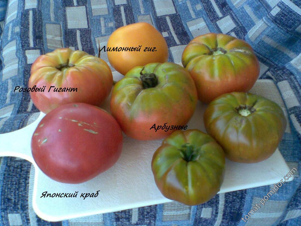 помидоры 2012 год.