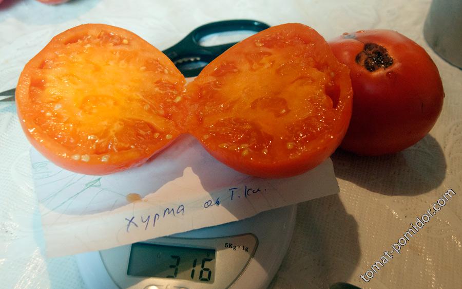 Томаты Хурма Описание Фото Отзывы