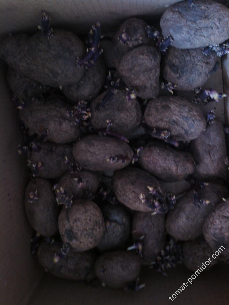 фиолетовая картошка