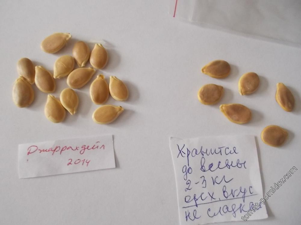 Семена тыквы Джаррахдейл от БК (слева) и неизвестный сорт от Нади