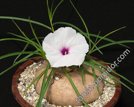 Ipomoea welwitschii