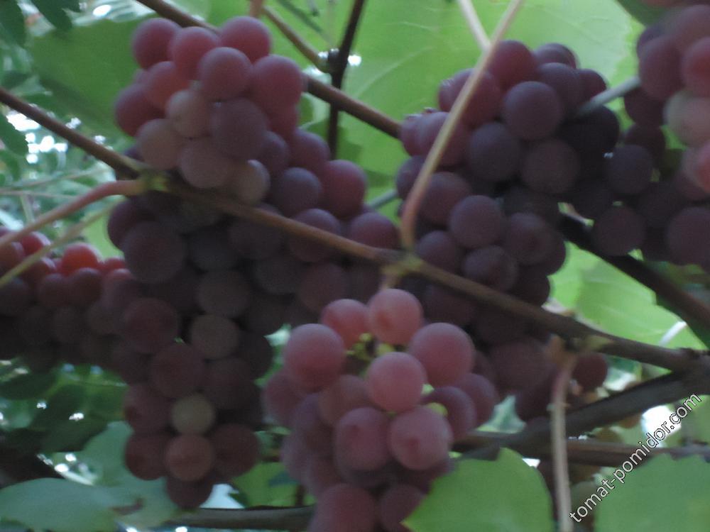 Еще виноград.
