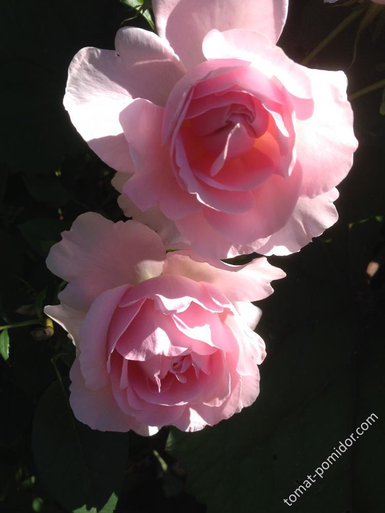 роза Sonia Rykiel 2014