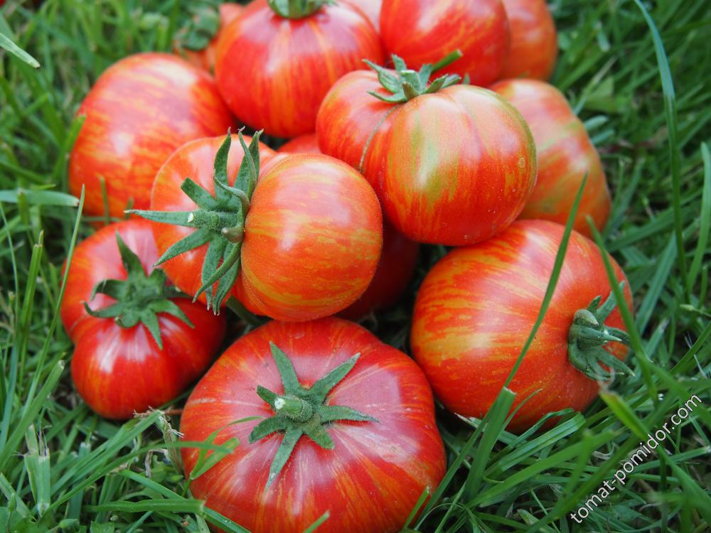 Полосатые помидоры