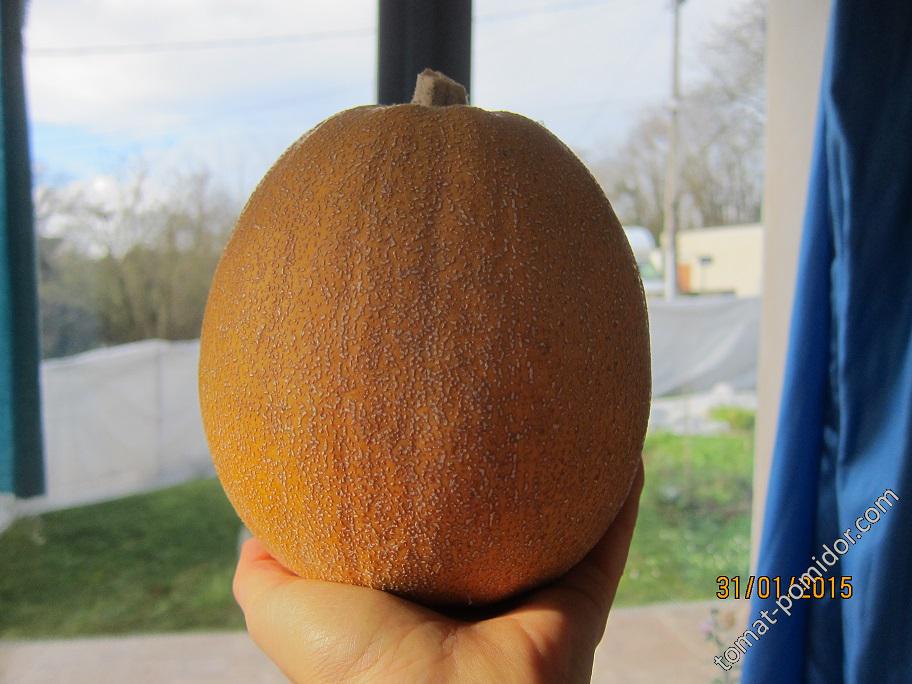 Melonette Jaspée de Vendée