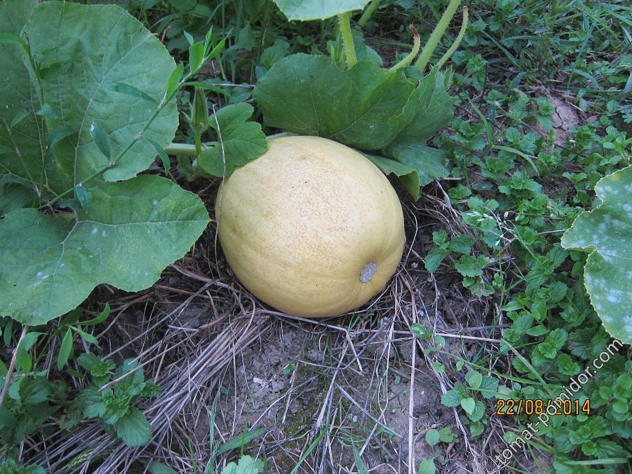 Melonette Jaspée de Vendée