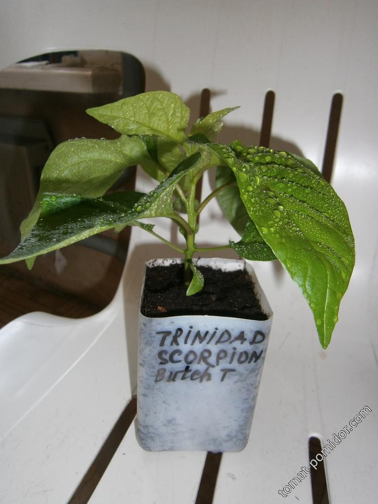 Trinidad Scorpion Butch T