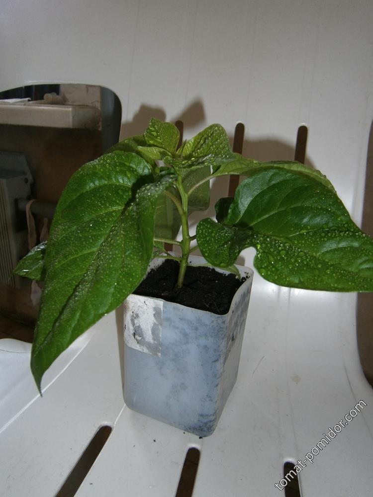 Trinidad Scorpion Butch T