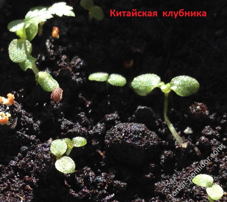 Клубника из Китая