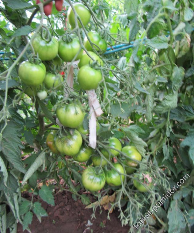 Юбилейный Тарасенко - Ю — сорта томатов - tomat-pomidor.com - отзывы нафоруме