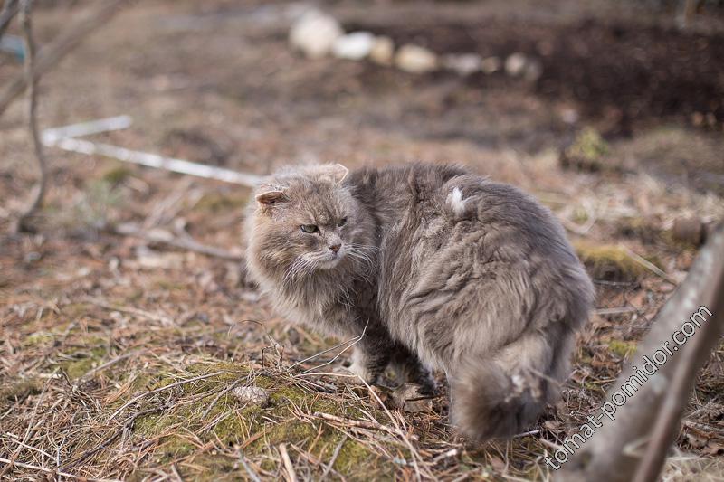 Просто кот.