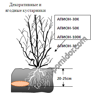 Апион