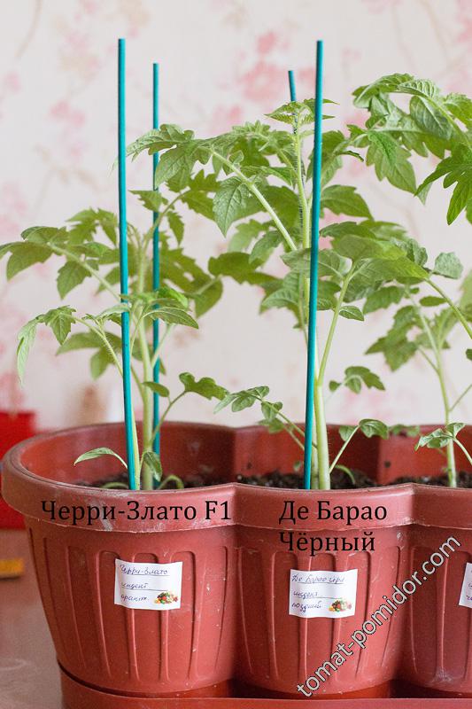 Черри-Злато и Де Барао Чёрный. 14 апреля.