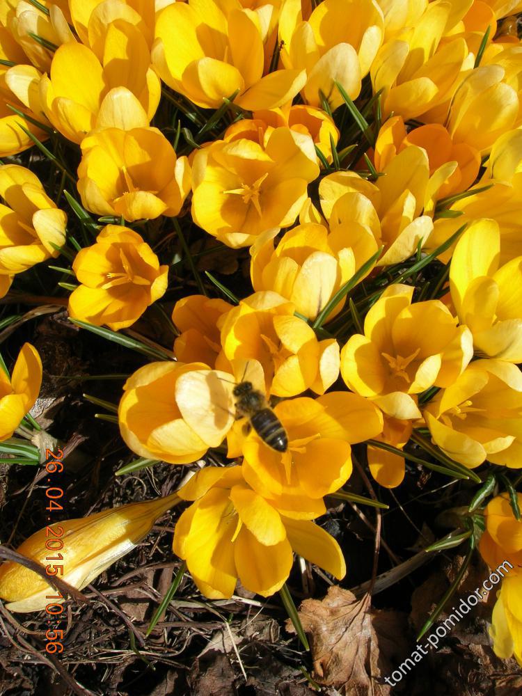 26 апреля. Крокусы жёлтые и пчёлка