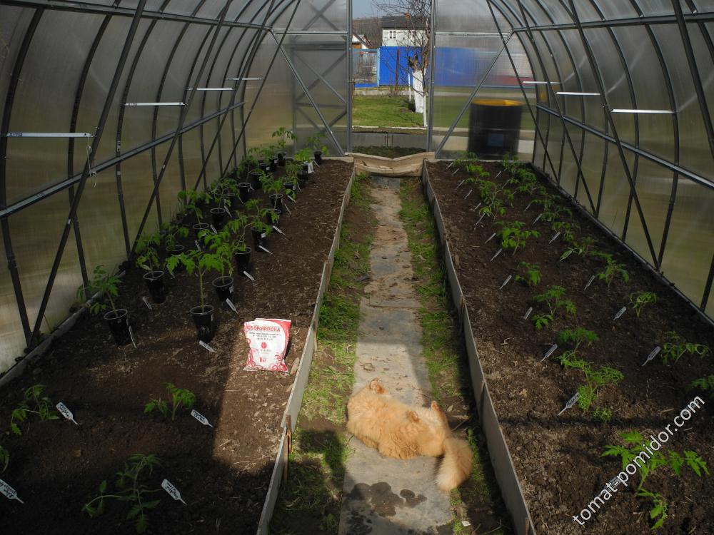 28.04.15. высадила томаты в ПК теплицу