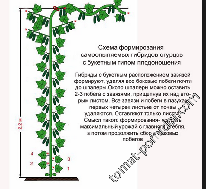 формировку пучковых партенокарпиков