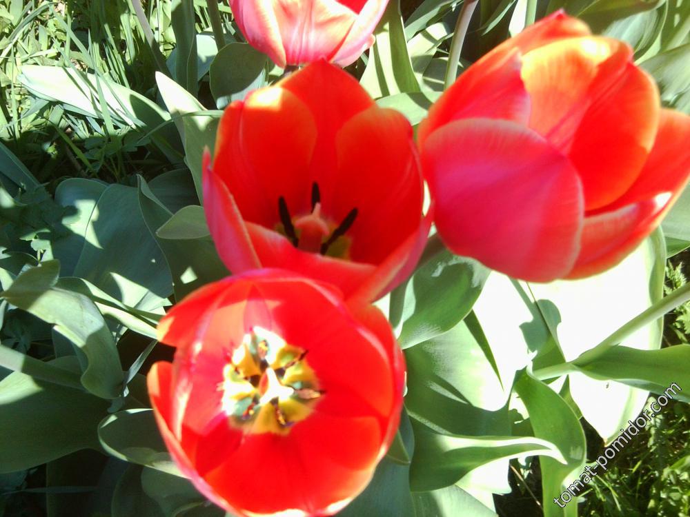 красные тюльпаны