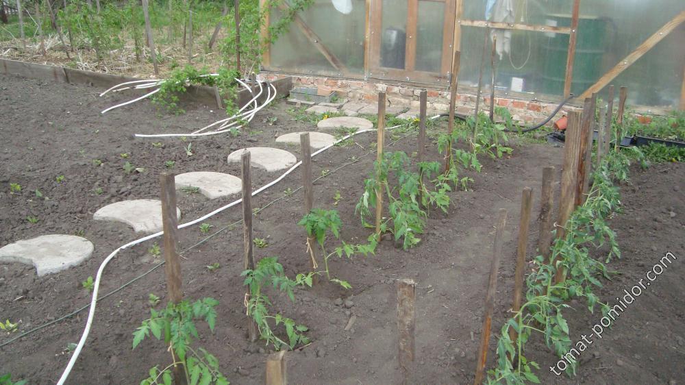 томаты начала высаживать 9 мая