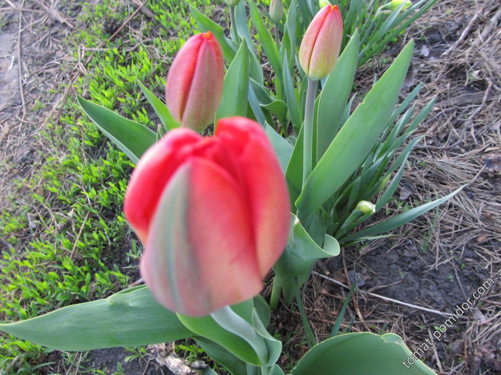 первые тюльпаны