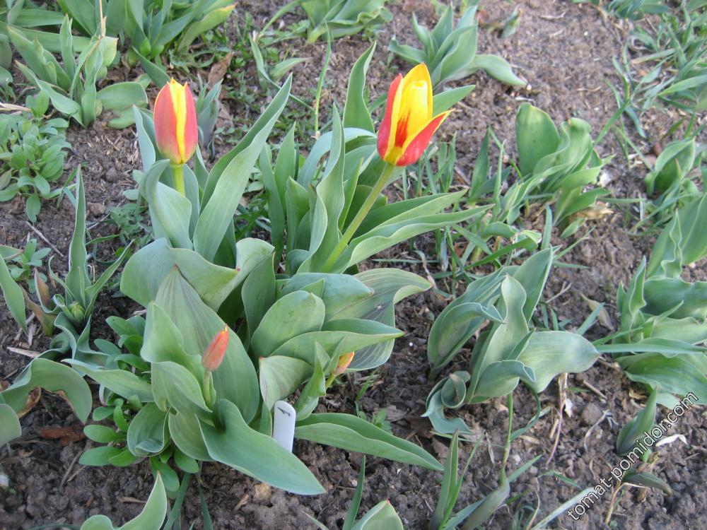 первые тюльпаны