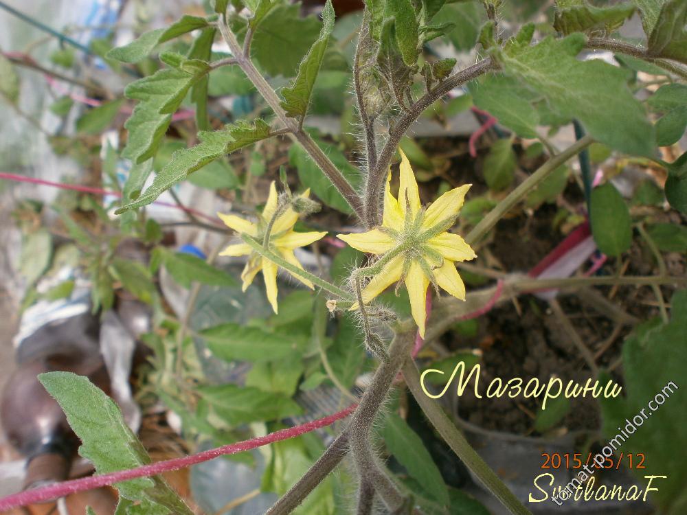 мазарини, первые цветы