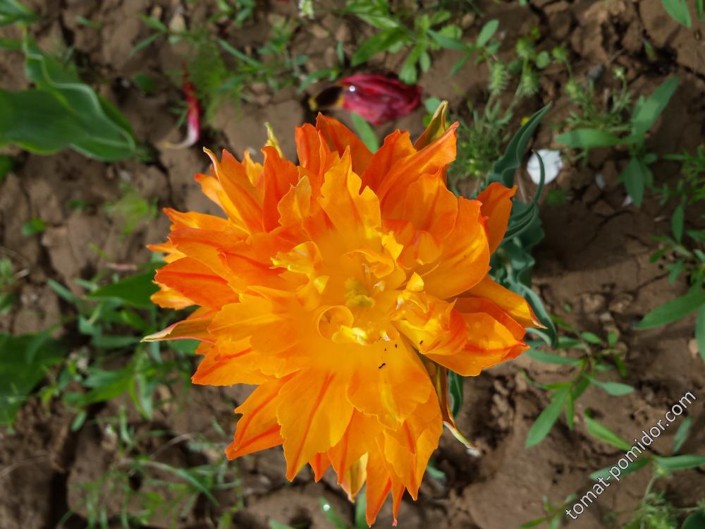 тюльпан оранжевый