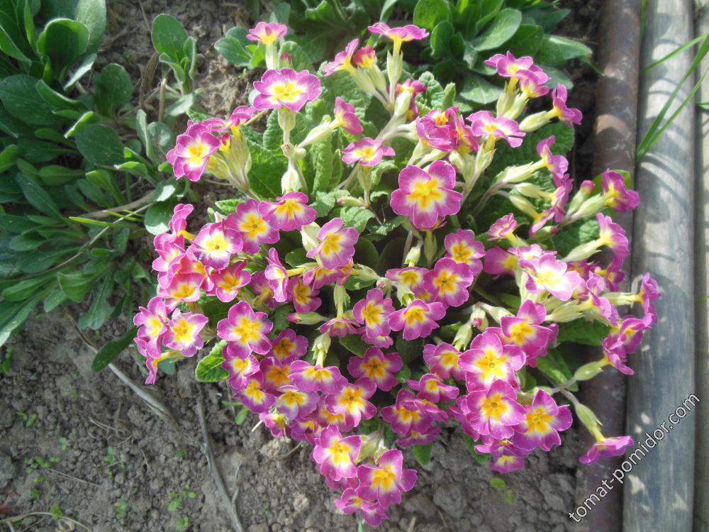 примула