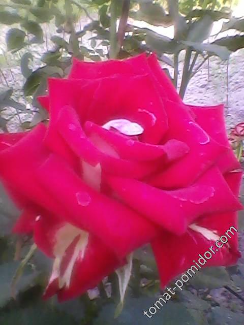 Роза красная, любимый сорт