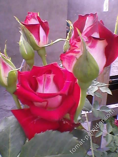 Роза красная, фото 2