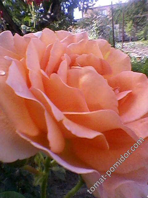 Роза кремовая, 2