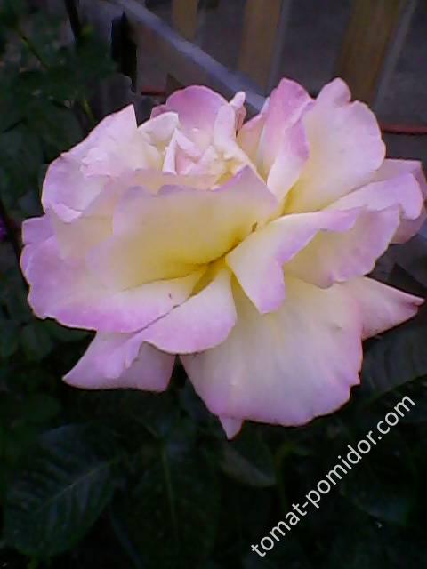 Роза белая, фото 2